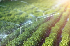 gida-banner-1